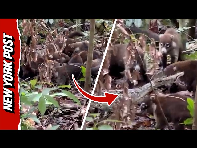 Rare Video Shows Pack Of Coatis Attacking Massive Boa Constrictor