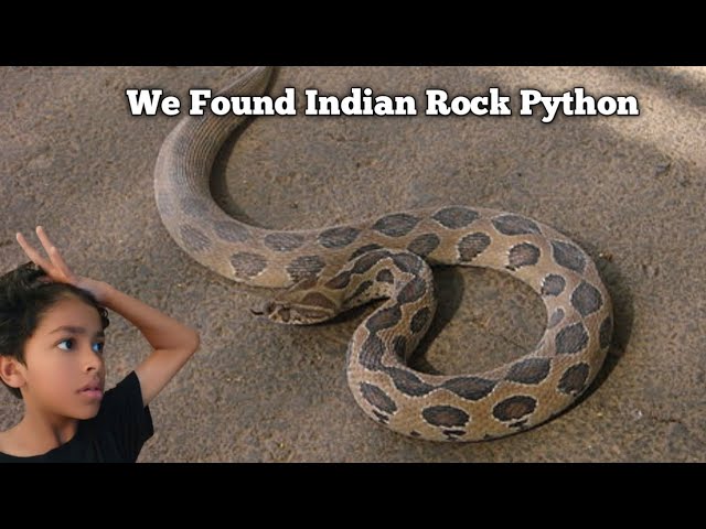 We Found Indian Rock Python In Our Society 😯🥺