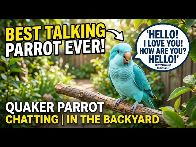 Best Talking Parrot Ever | Quaker Parrot Chatting in the Backyard | Monk Parakeet Talent Show 😂🦜