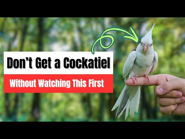 Getting a Pet Cockatiel: Everything You Need to Know!