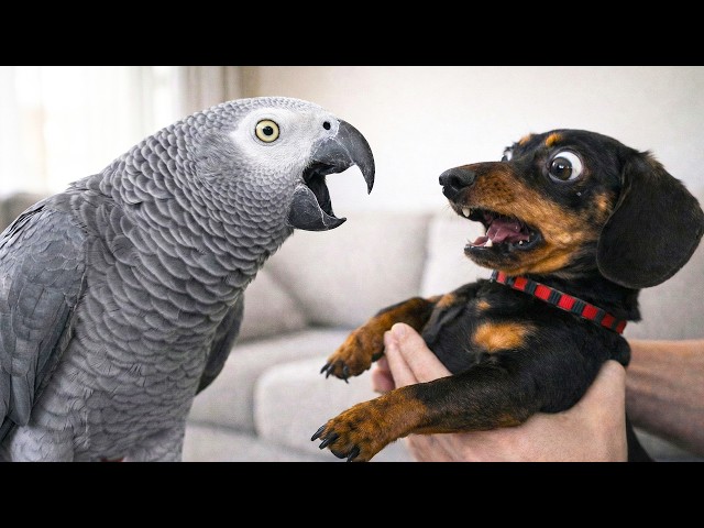 Talking Parrots vs Dogs… Funniest Reactions Ever 😂🦜🐶