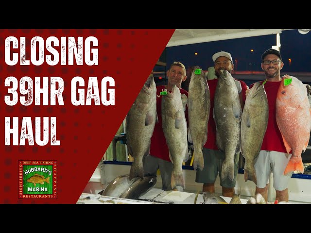 Closing Gag Grouper Haul 39hr 9-9-25 | Hubbards Marina | Deep Sea Fishing