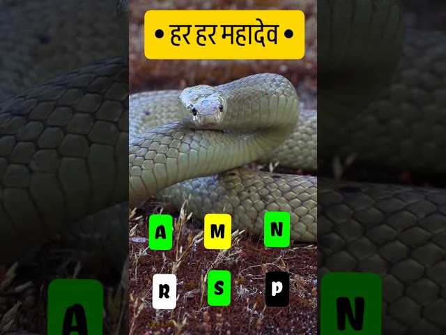 दिव्य दर्शन🐍| हर हर महादेव🔥| #Shorts #Youtubeshorts #Wildlife