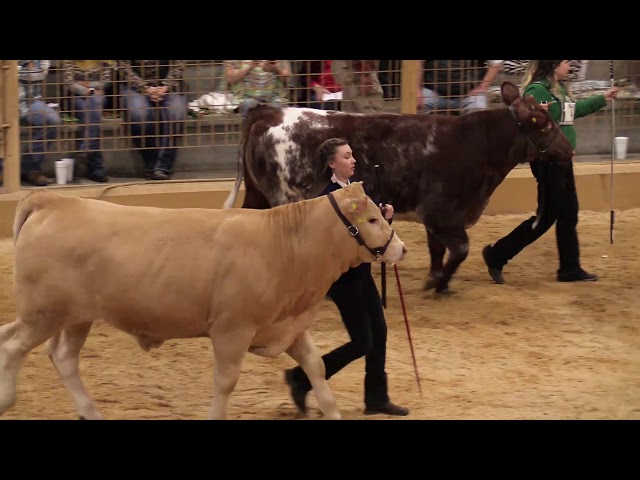 2020 Polk County Youth Fair - Market Steer Show (High Quality)