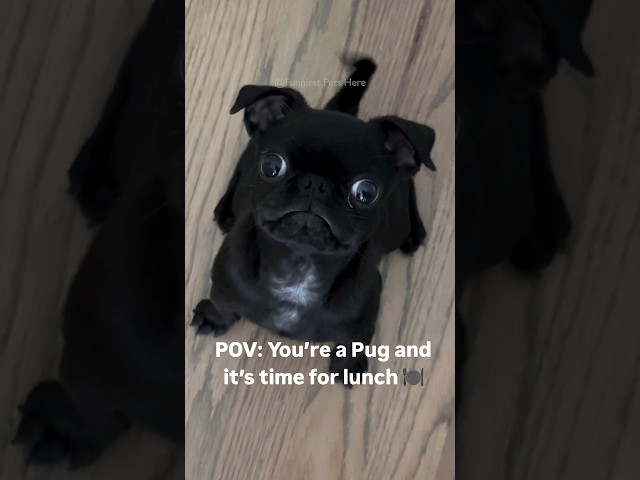 #54 Funniest Cats And Dogs videos 🐶🐱 #funny #animals #cuteanimals