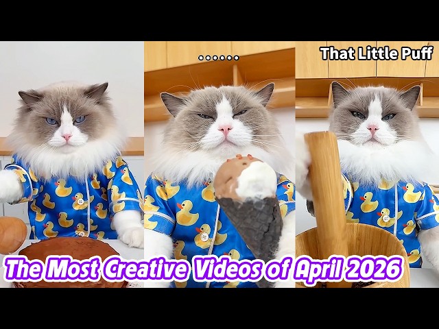 🐱The Most Creative Videos of April 2026 | That Little Puff