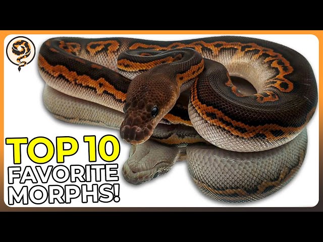 My Top 10 Favorite Ball Python Morphs of ALL TIME!