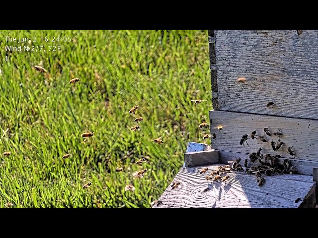 Live Honey Bee Cam