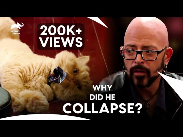 Persian Cat Collapsed Mid-Play, Jackson Rushes to Help | My Cat From Hell | Animal Planet