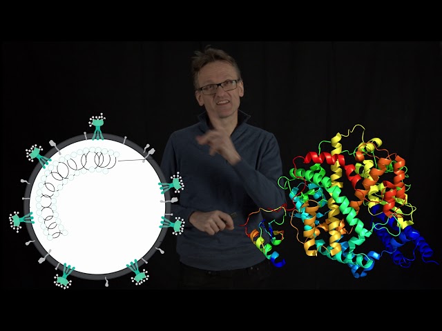 Lecture 12, concept 02: Understand your drug target - SARS-CoV-2 as an example