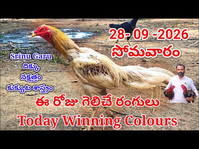 28 September  2026 Today Winning Colours//kukkuta sastram//colour update #telugu