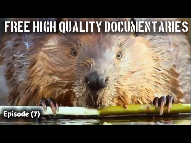Free high quality documentaries nocopyright claim