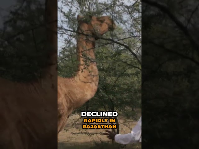 Rajasthan Camel Crisis – Population Drops Drastically! 🐪😱📉 #camel #rajasthan #crisis #wildlife
