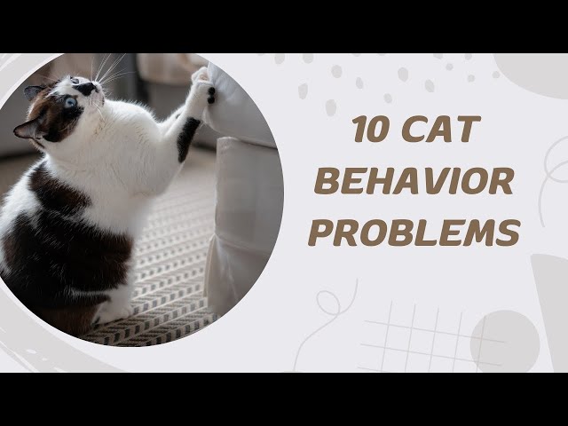 10 Cat Behavior Problems