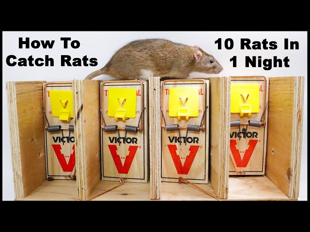 The Best Way To Trap Rats. The Ultimate Rat Trapping System. Mousetrap Monday