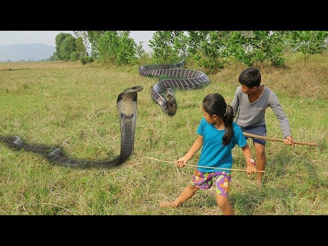 Terrifying! Little Sister & Brother Catch Two Big Snake At Rice Field While Finding Crabs