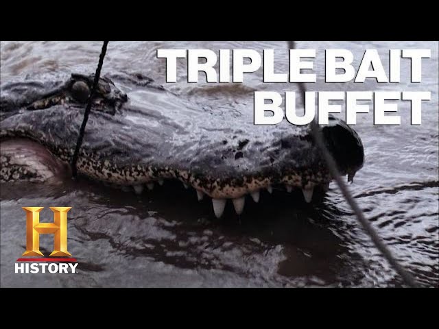 Swamp People: 6 Types of Gator Bait Lure in MASSIVE Gators | History