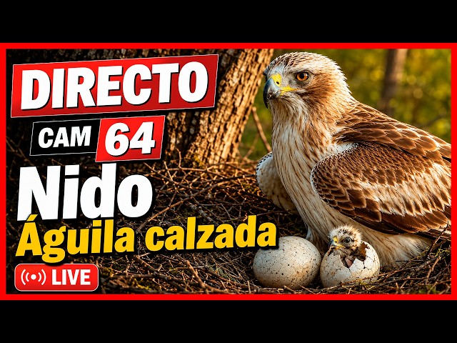Águila calzada (Hieraaetus pennatus) 🔴 DIRECTO (Cámara 64 | PN Alto Tajo, Guadalajara)