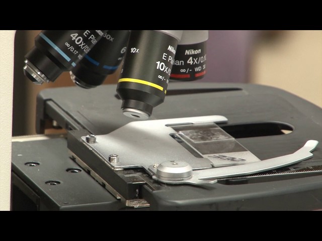 FFA- Viewing Parasites Under a Microscope