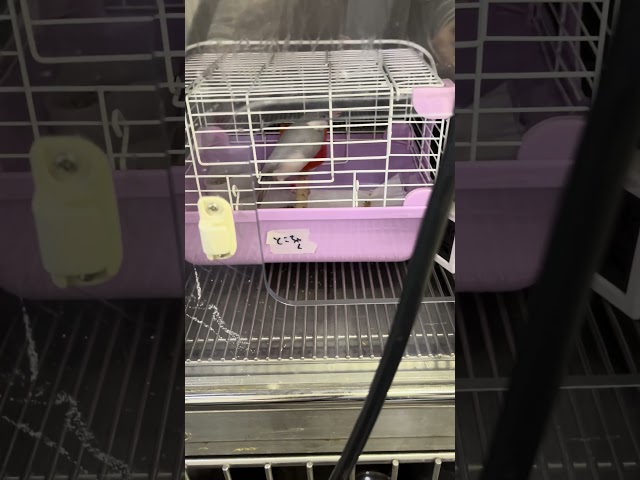 ⑹ Visiting Toko-chan, the silver Java sparrow