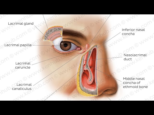 CPC Integumentary System