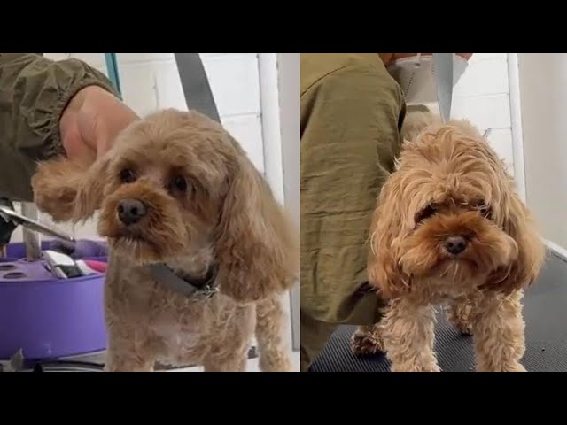 Pippa the cute cavoodle