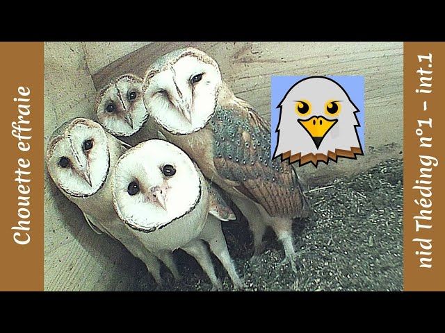Barn Owl (Théding Nest #1 | Int.1 : Front View)