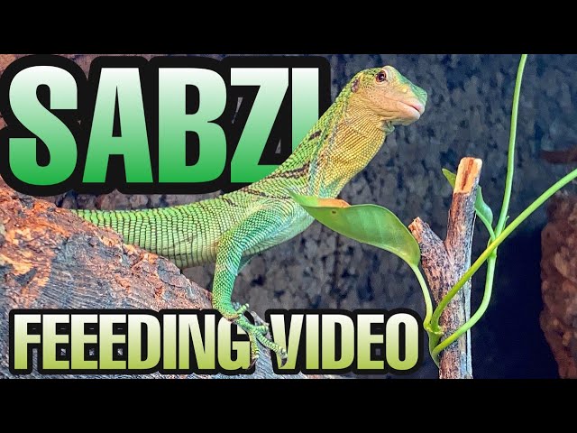 MEAN, GREEN, EATING MACHINE! Green Tree Monitor Feeding!