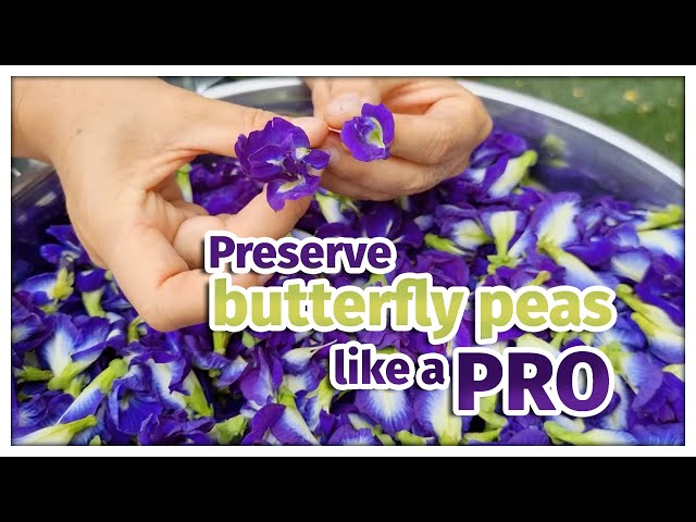 Preserve your butterfly pea like a pro