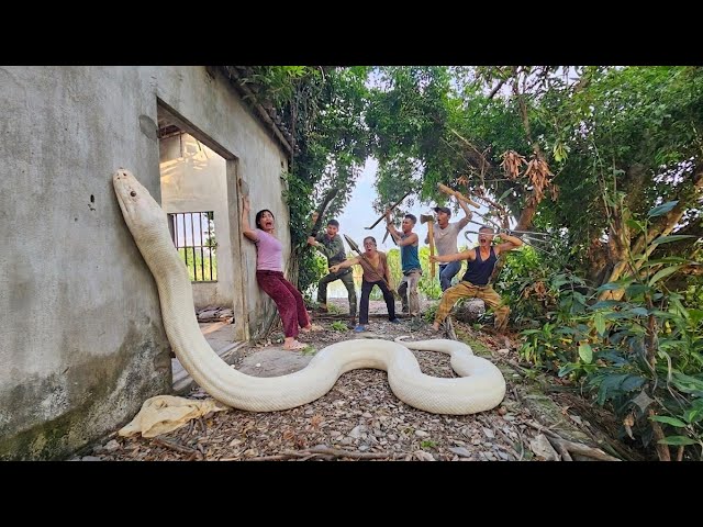 Expert Bravely Captures Giant White Python in Abandoned House
