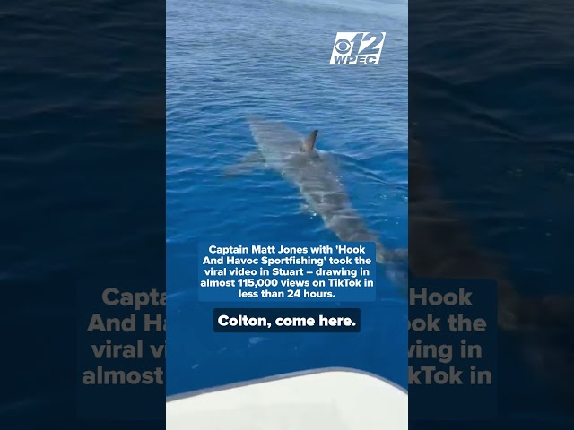 Massive great white shark spotted in Treasure Coast waters