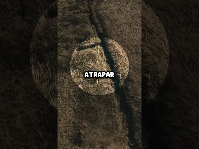 This Is the BEST Technique to Capture War Drones 😮