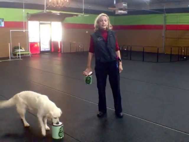 TRAILER: Charlotte North Carolina's Premier Dog Training Center!