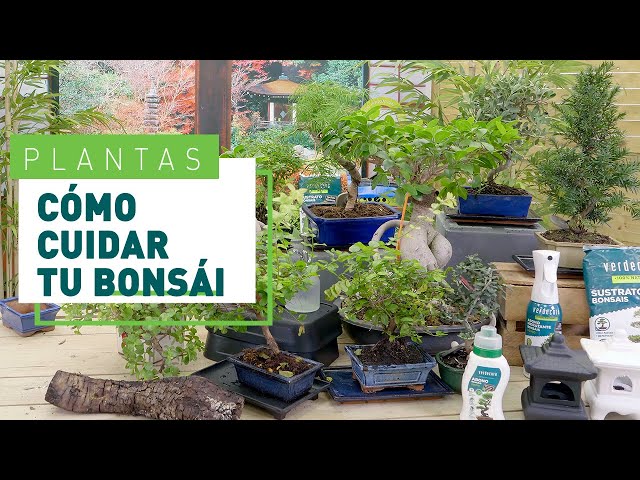 Bonsai for Beginners: Basic Care | Plants at VERDECORA