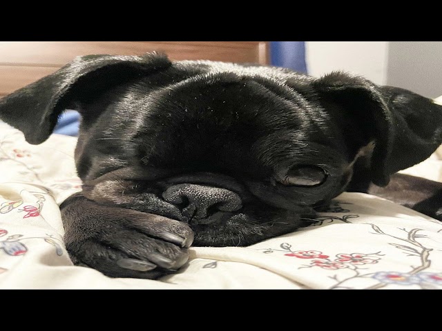 Favorable posts from r/rarepuppers | Richard Sherman