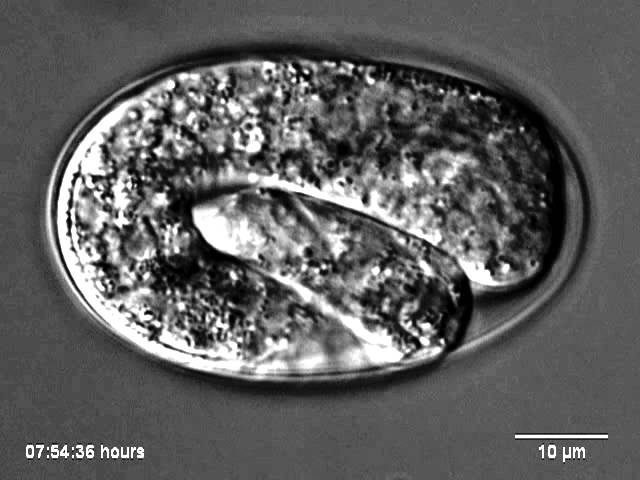 Embryonic development of C. elegans