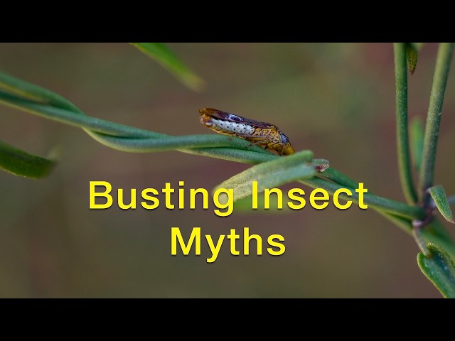 Busting Insect Myths