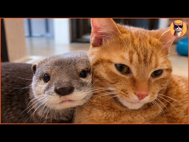 An Otter Couldn’t Sleep Without His Beloved Cat, But This Was Never Supposed to Happen