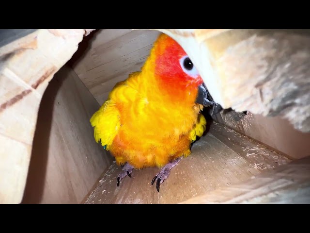Parrot Julie likes to play in her house every morning 