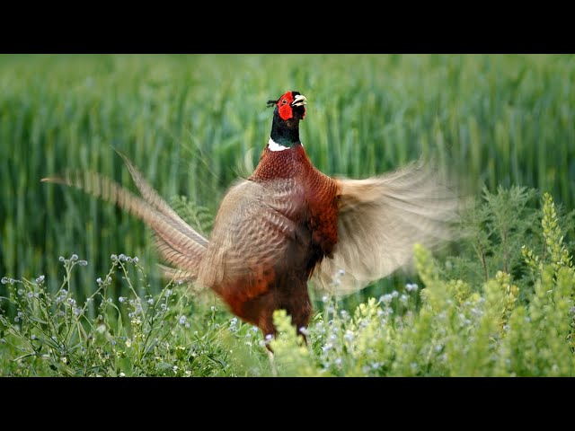 Bird sounds – Common pheasant (Phasianus colchicus)