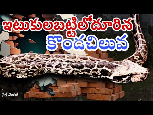Indian rock python #wildvenkat #viral