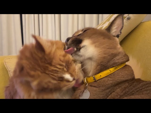 Pumba keeps messing with Izjuma