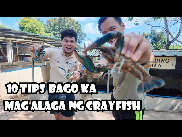 10 Tips Bago Ka Pumasok sa Crayfish Farming