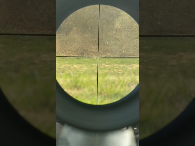 Ruger 10/22 150 Yard Accuracy Test With Cheap Scope #longrange #shooting