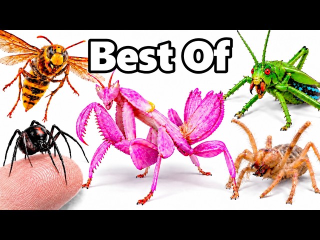 My Best Ant Simulations of 2026 (so far)