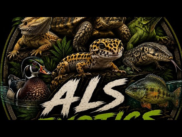 My 5 Dream Reptiles 🐍🐢🦎