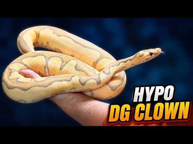 3 Recessive Genes… ONE Incredible Project! 🔥 Hypo DG Clown