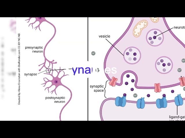How do neurons communicate? 