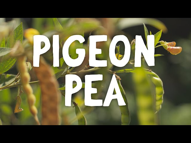 How To Grow ~ Pigeon Pea