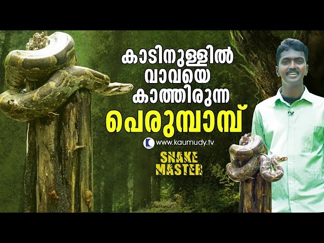 OMG!  Amazingly big Python awaits Vava Suresh in the forest | Snakemaster | Latest Episode